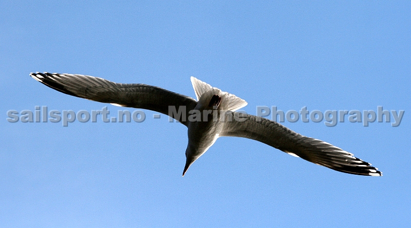 Seagull2.jpg